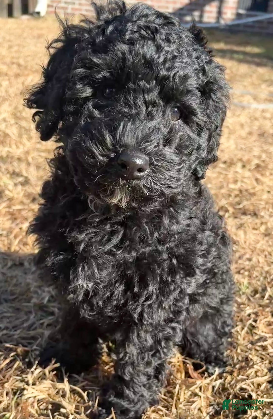 Miniature Poodle dogs for sale: Miniature Poodle Puppy 2 - Ad 1