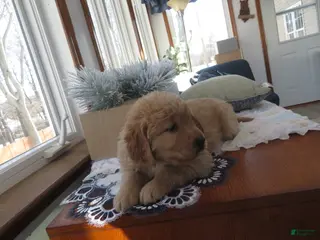 Golden Retriever dogs ANNABELLE - CHAMPION LINE - Ad 29