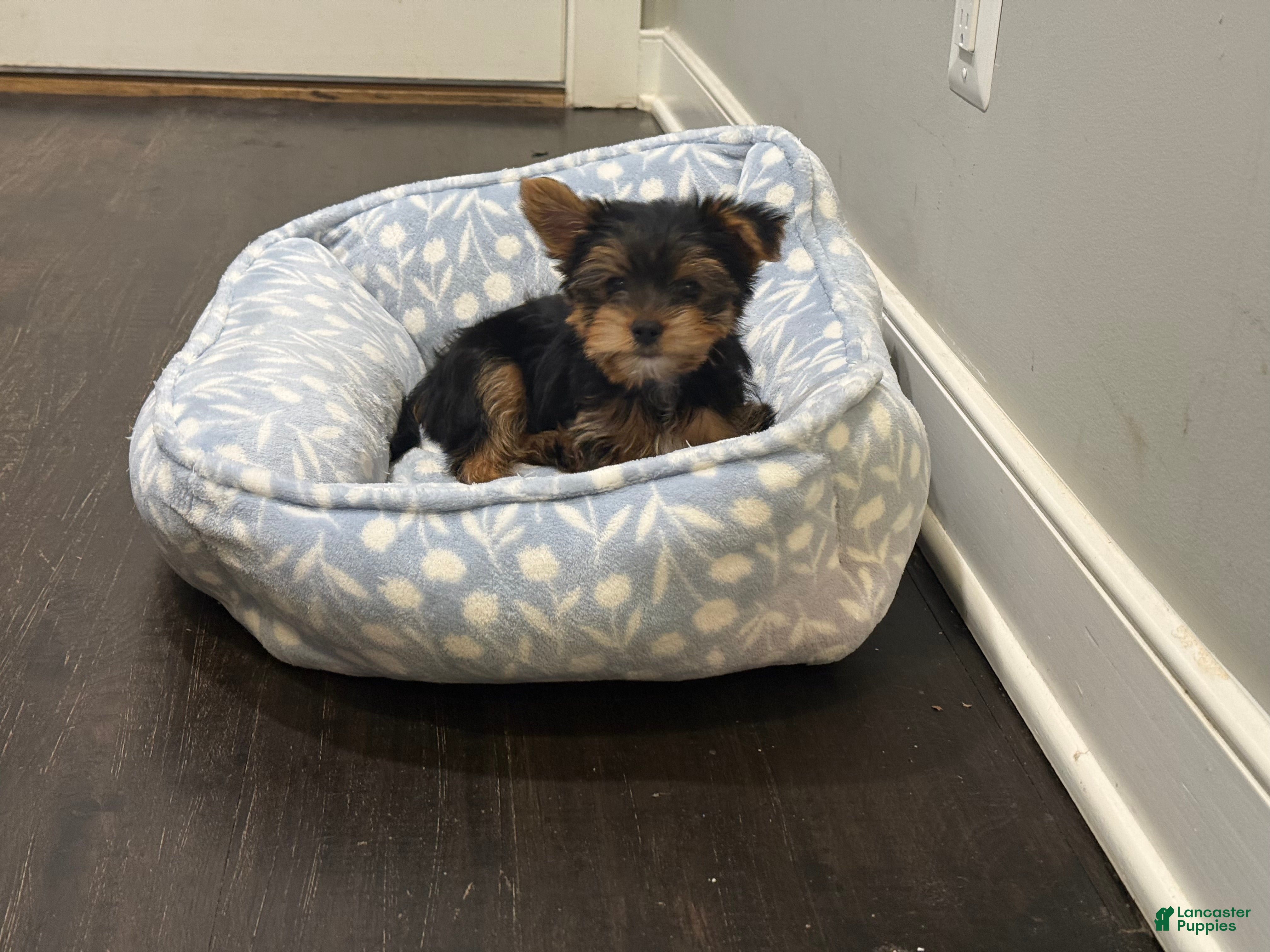 Yorkshire Terrier dogs AJ - Ad 28