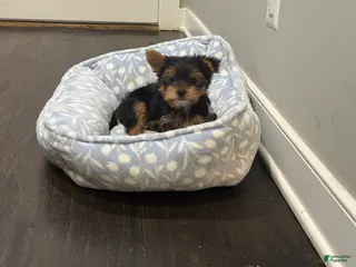 Yorkshire Terrier dogs AJ - Ad 5