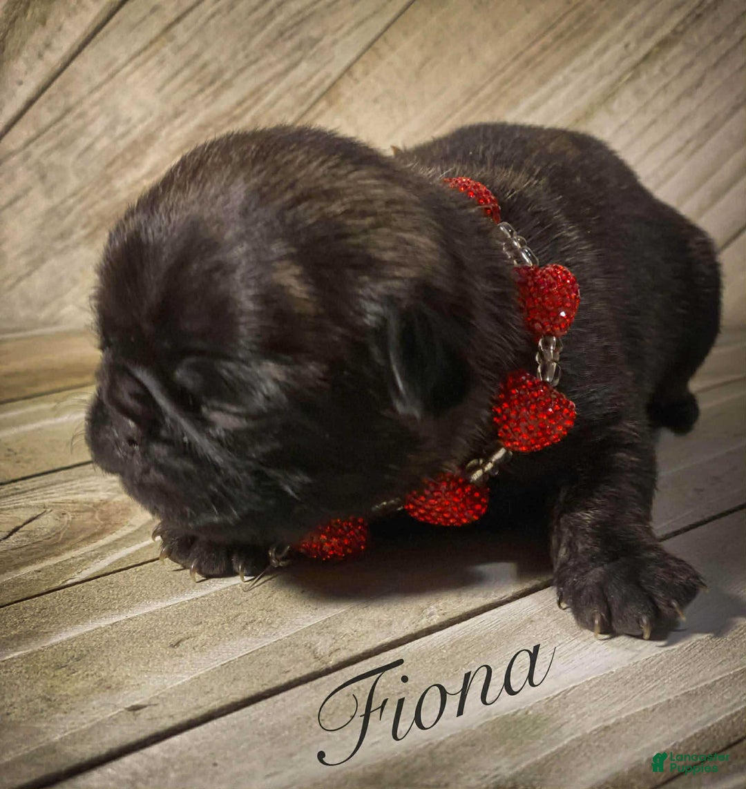 Pug dogs for sale: Fiona - Ad 1
