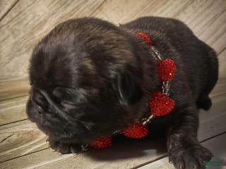 Pug dogs Fiona - Ad 42