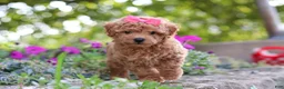 Miniature Poodle dogs for sale: Janika - Ad 10