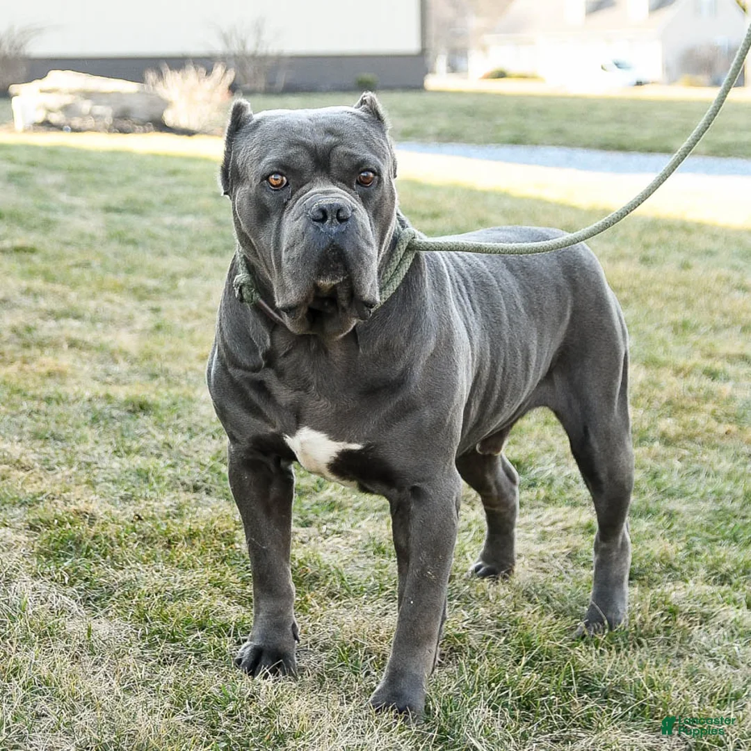 Cane Corso dogs for sale: Olive  - Ad 7