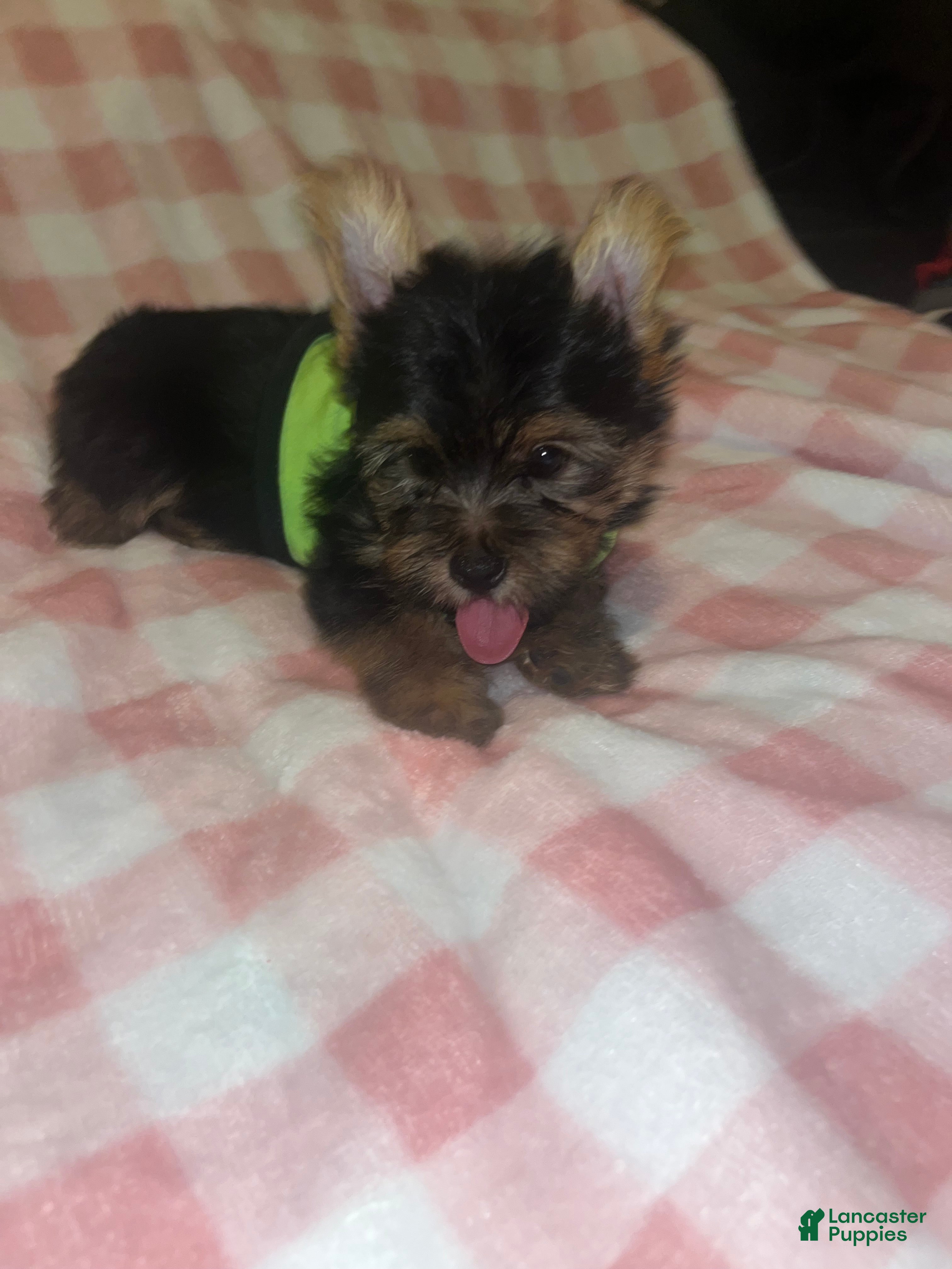 Yorkshire Terrier dogs Pongo  - Ad 9