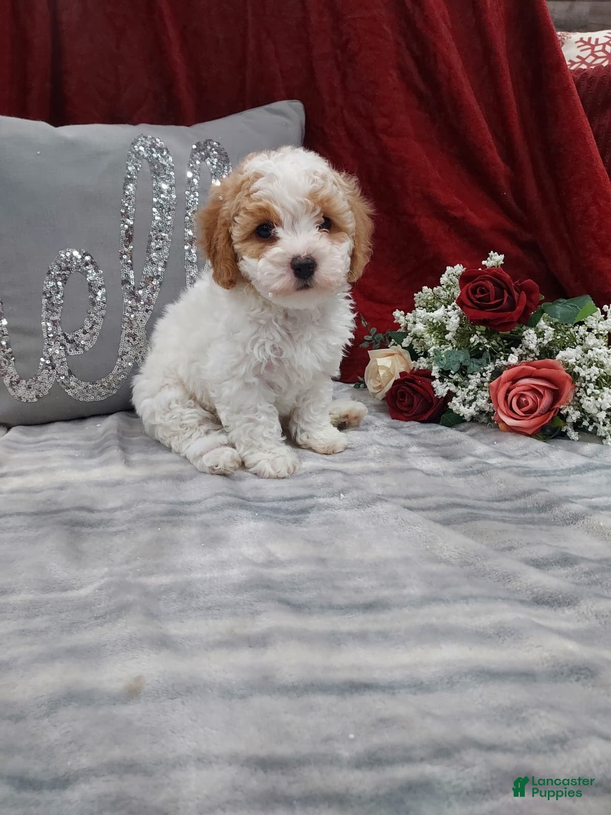 Cavapoo dogs Mocha - Ad 4