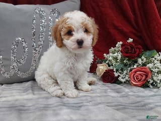 Cavapoo dogs Mocha - Ad 40