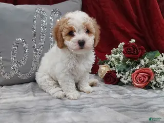 Cavapoo dogs Mocha - Ad 13