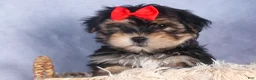 Morkie dogs for sale: Nash - Ad 7