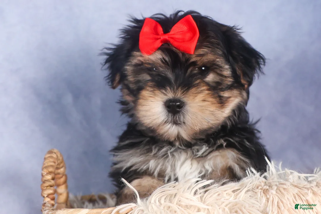 Morkie dogs for sale: Nash - Ad 7