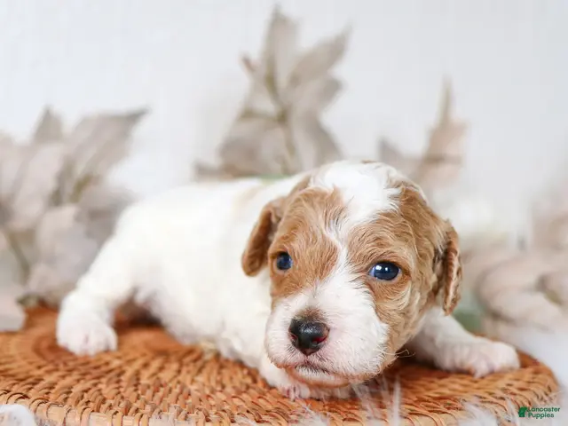 Cavapoo dogs for sale: Max Cavapoo - Ad 1