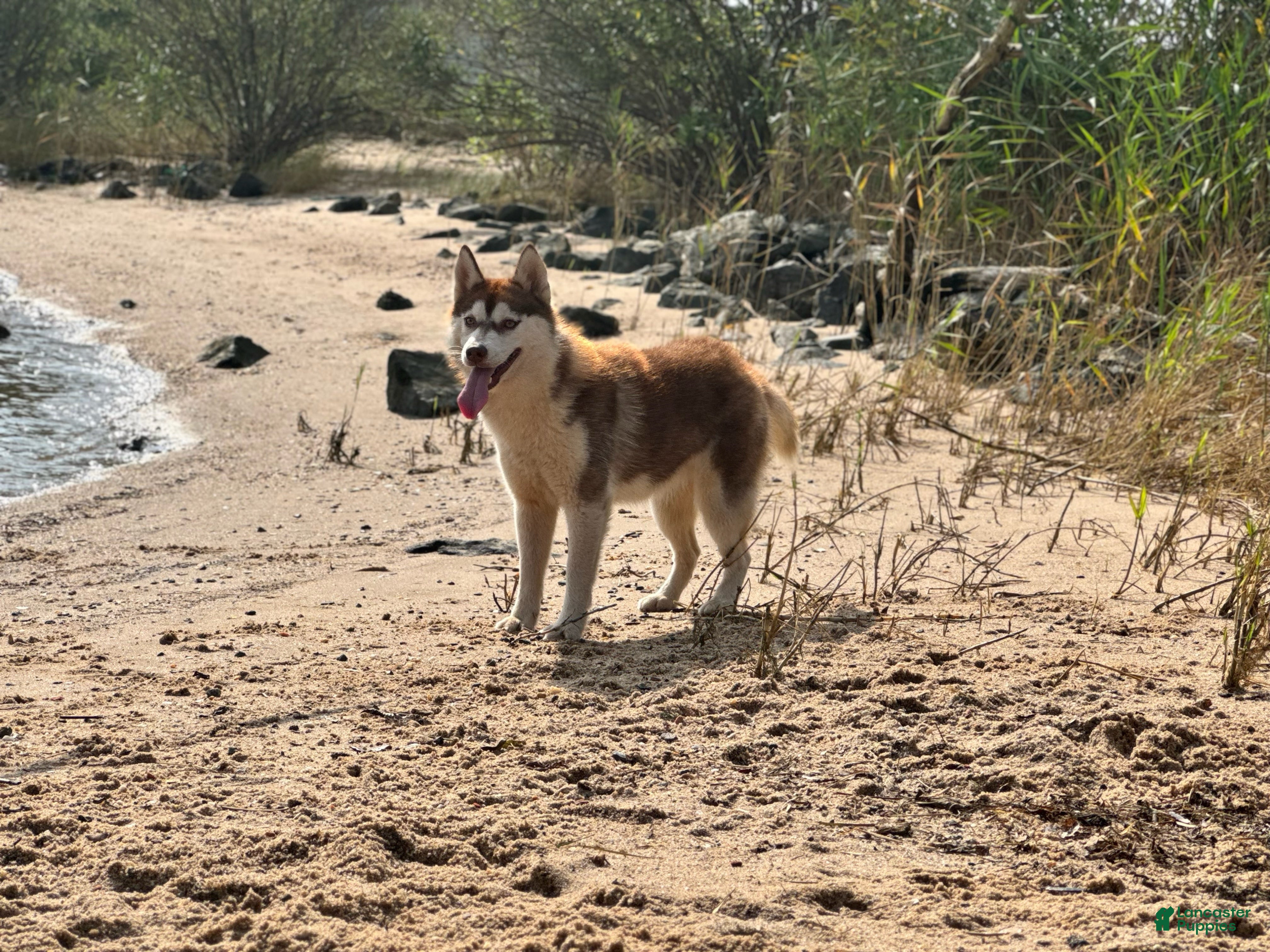 Siberian Husky dogs Tsunagi - Ad 37