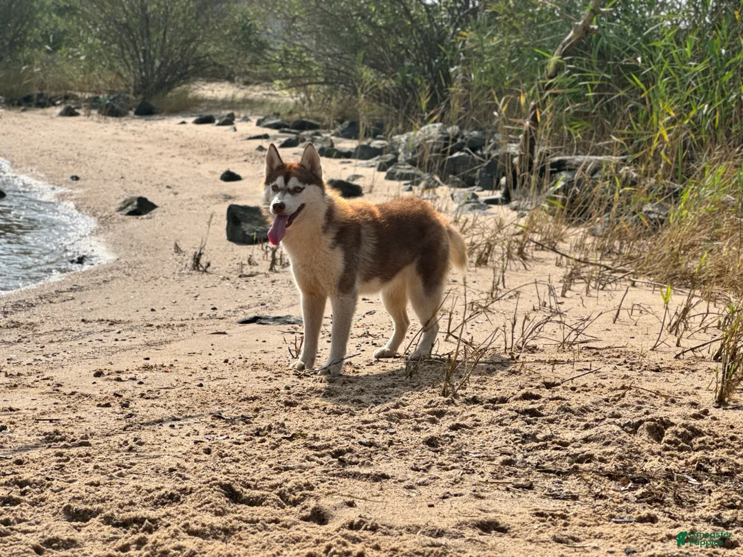 Siberian Husky dogs for sale: Tsunagi - Ad 1