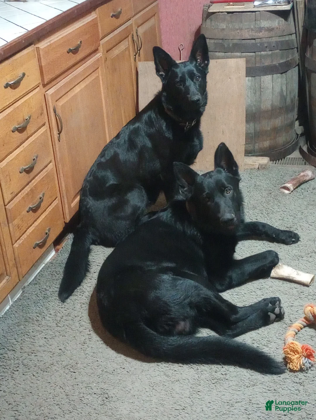 German Shepherd dogs for sale: German Shepherd Puppy 3 - Ad 5