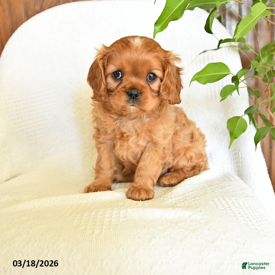 Cavalier King Charles Spaniel dogs Caramel - Ad 1