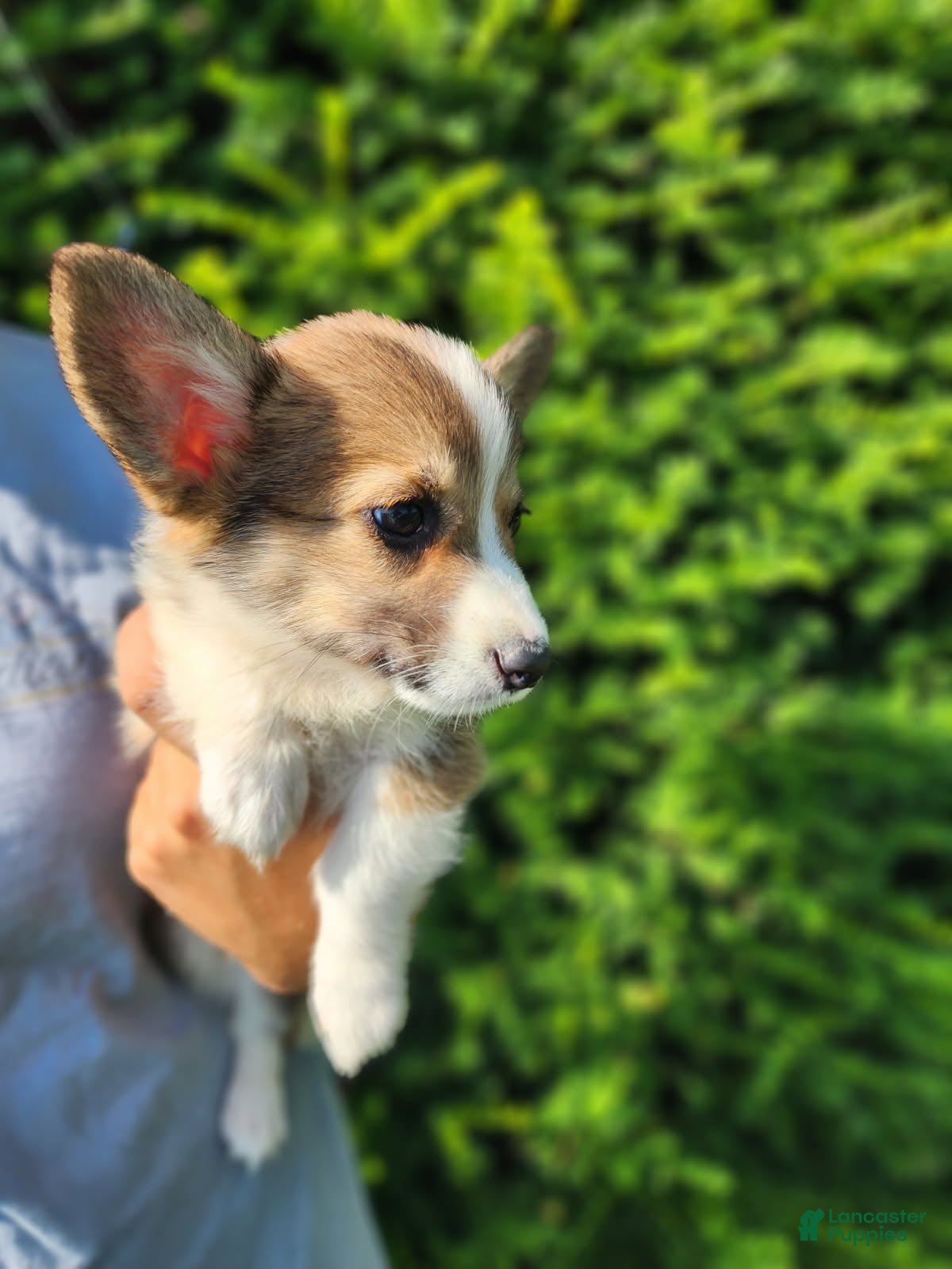 Welsh Corgi Pembroke dogs Fox - Ad 2