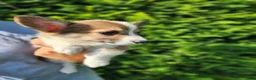 Welsh Corgi Pembroke dogs for sale: Fox - Ad 2