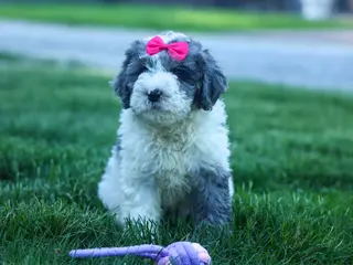 Cavapoo dogs for sale: Gabby 🩷🐶 - Ad 1