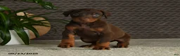 Doberman Pinscher dogs for sale: Norman - Ad 5