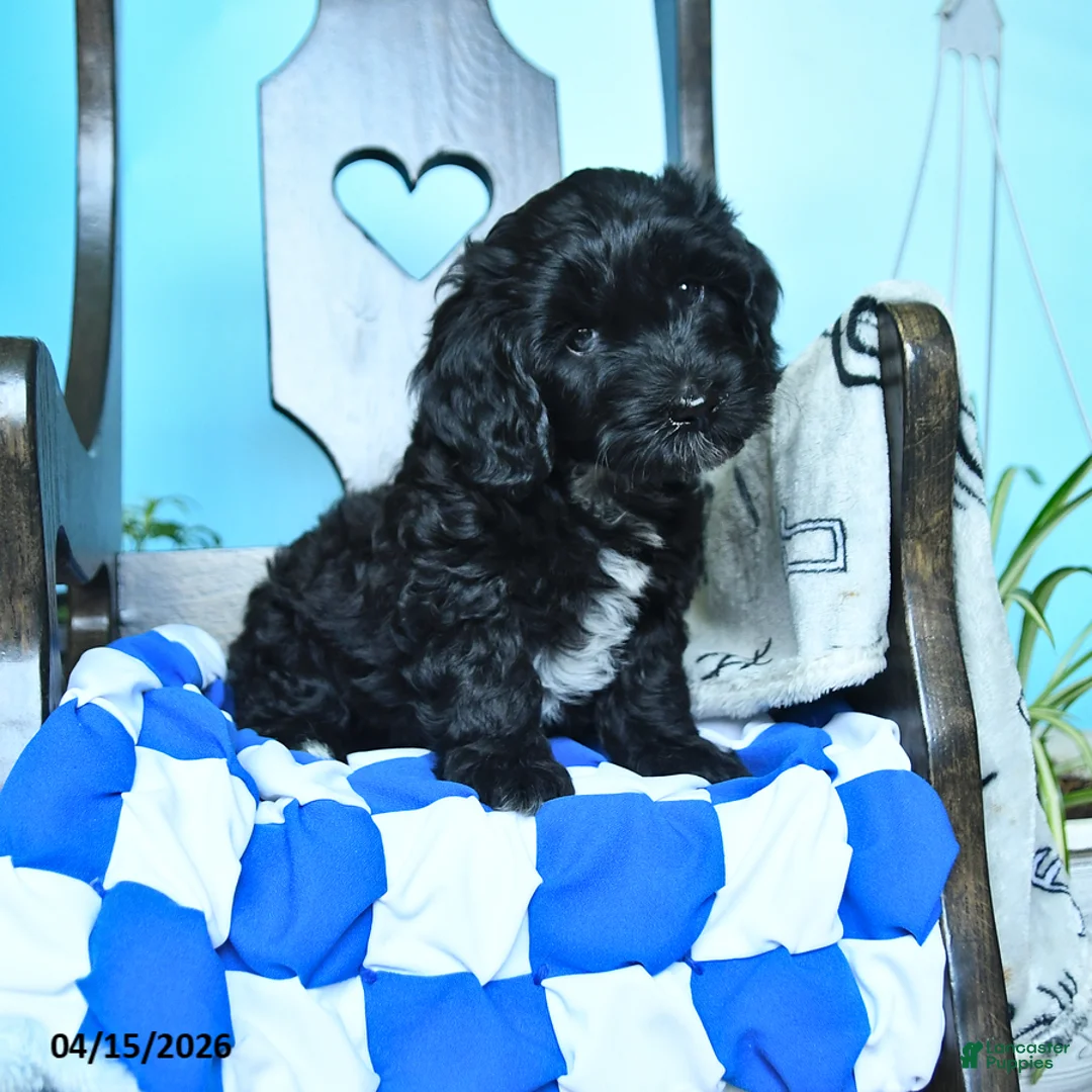 Havapoo dogs for sale: Bouncer - Ad 1