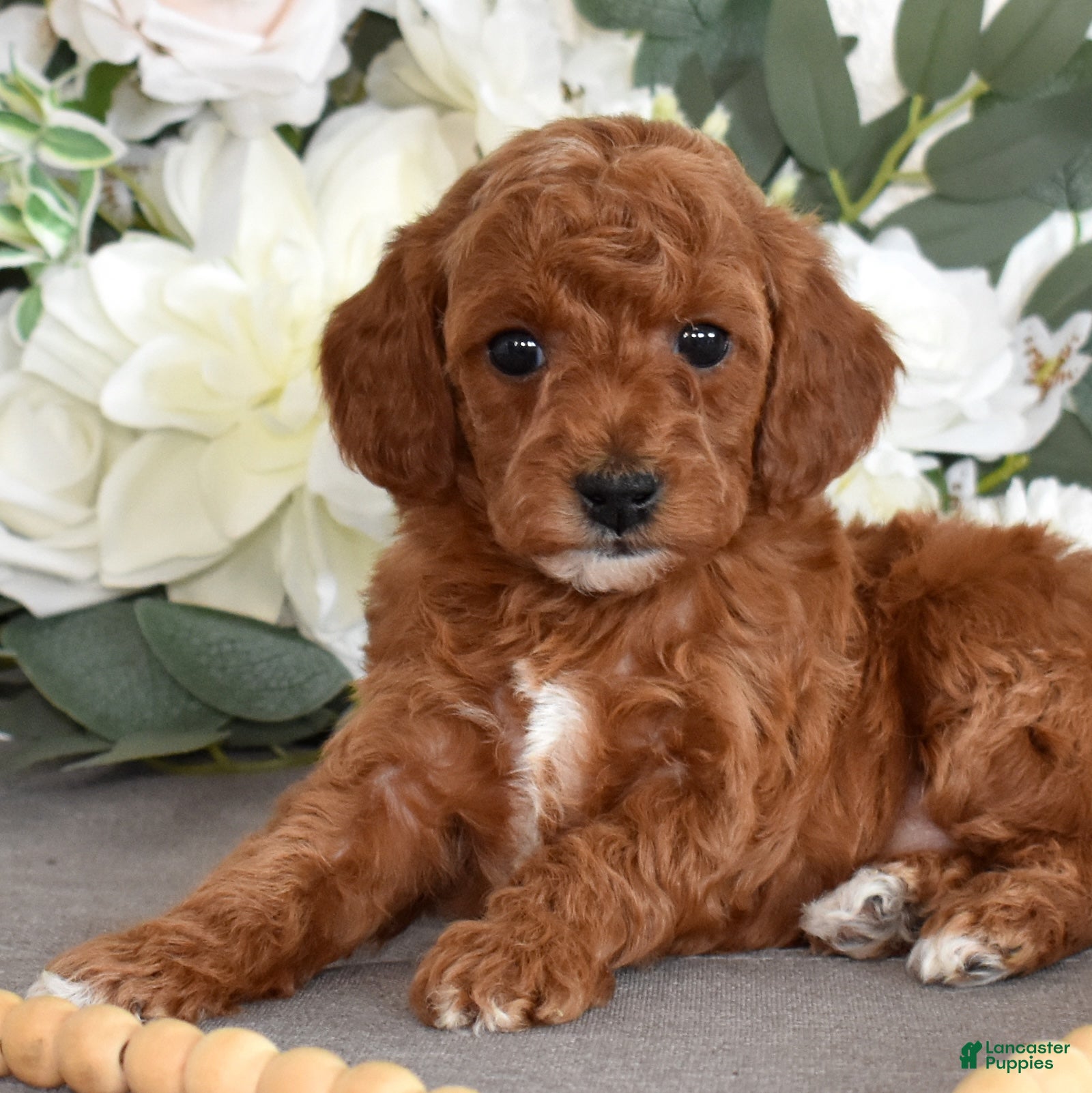 Toy Poodle dogs Petals  - Ad 1