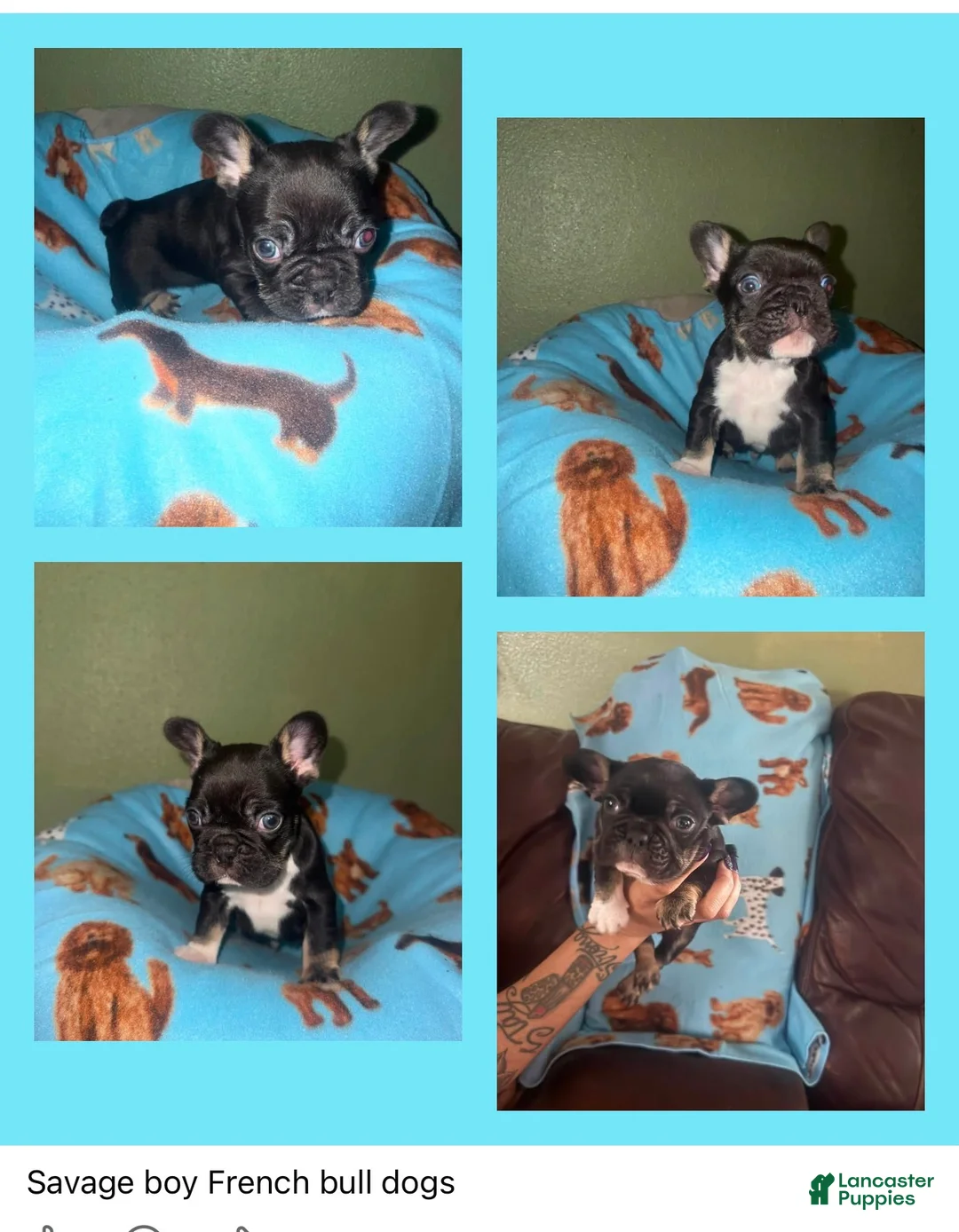 French Bulldog dogs for sale: French Bulldog 1 - Ad 1