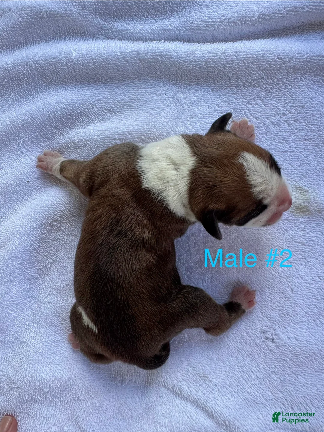 American Bulldog dogs for sale: American Bulldog Male #2 - Ad 2