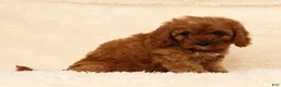 Cavapoo dogs for sale: Roxy - Ad 5