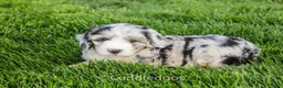 Sheepadoodle dogs for sale: Marigold - Ad 6
