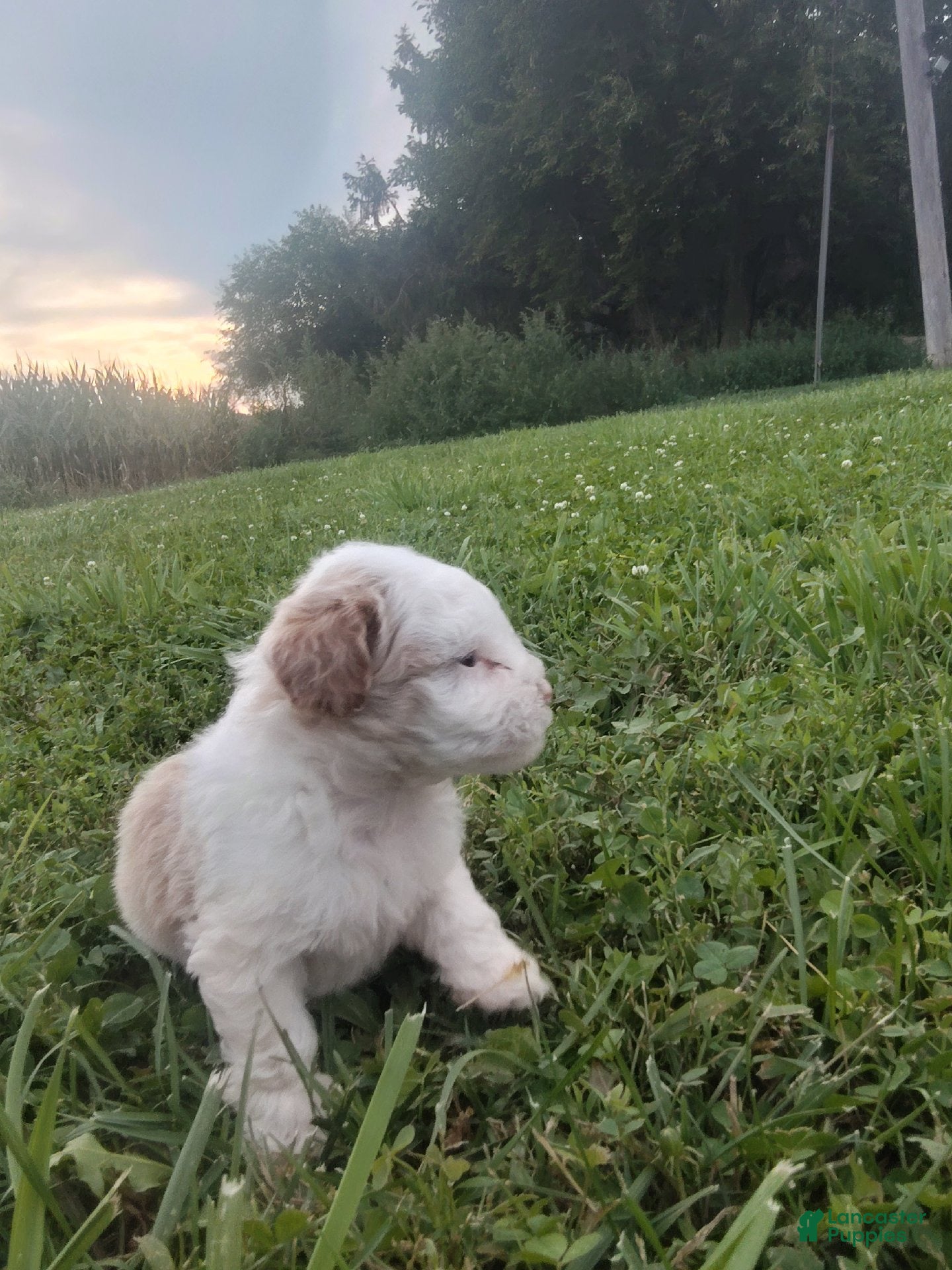 Shihpoo