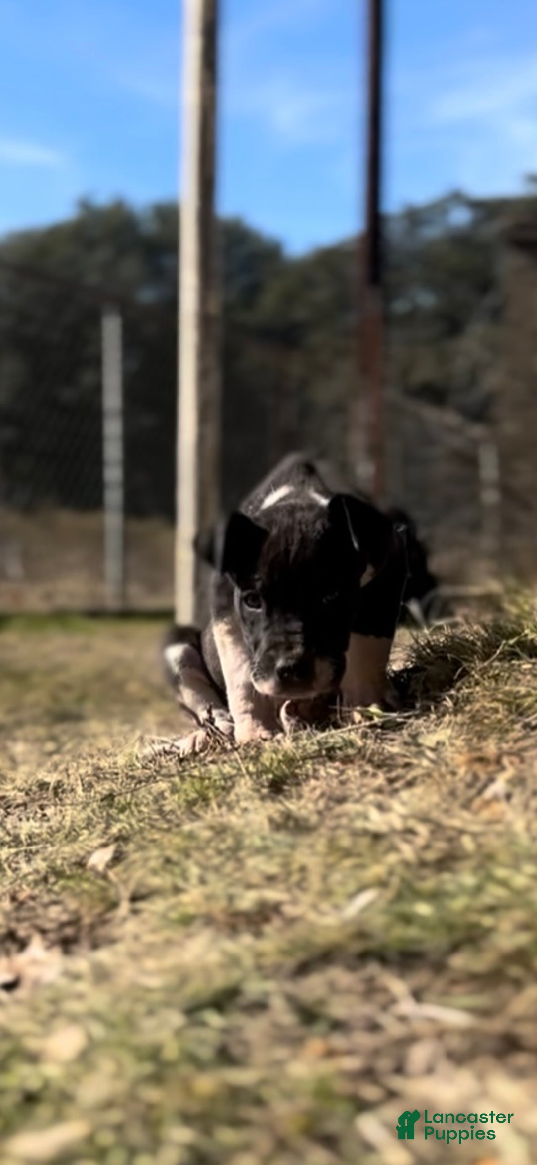 Great Dane dogs for sale: Great Dane Puppy 2 - Ad 7