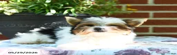 Yorkshire Terrier dogs for sale: Willow - Ad 3