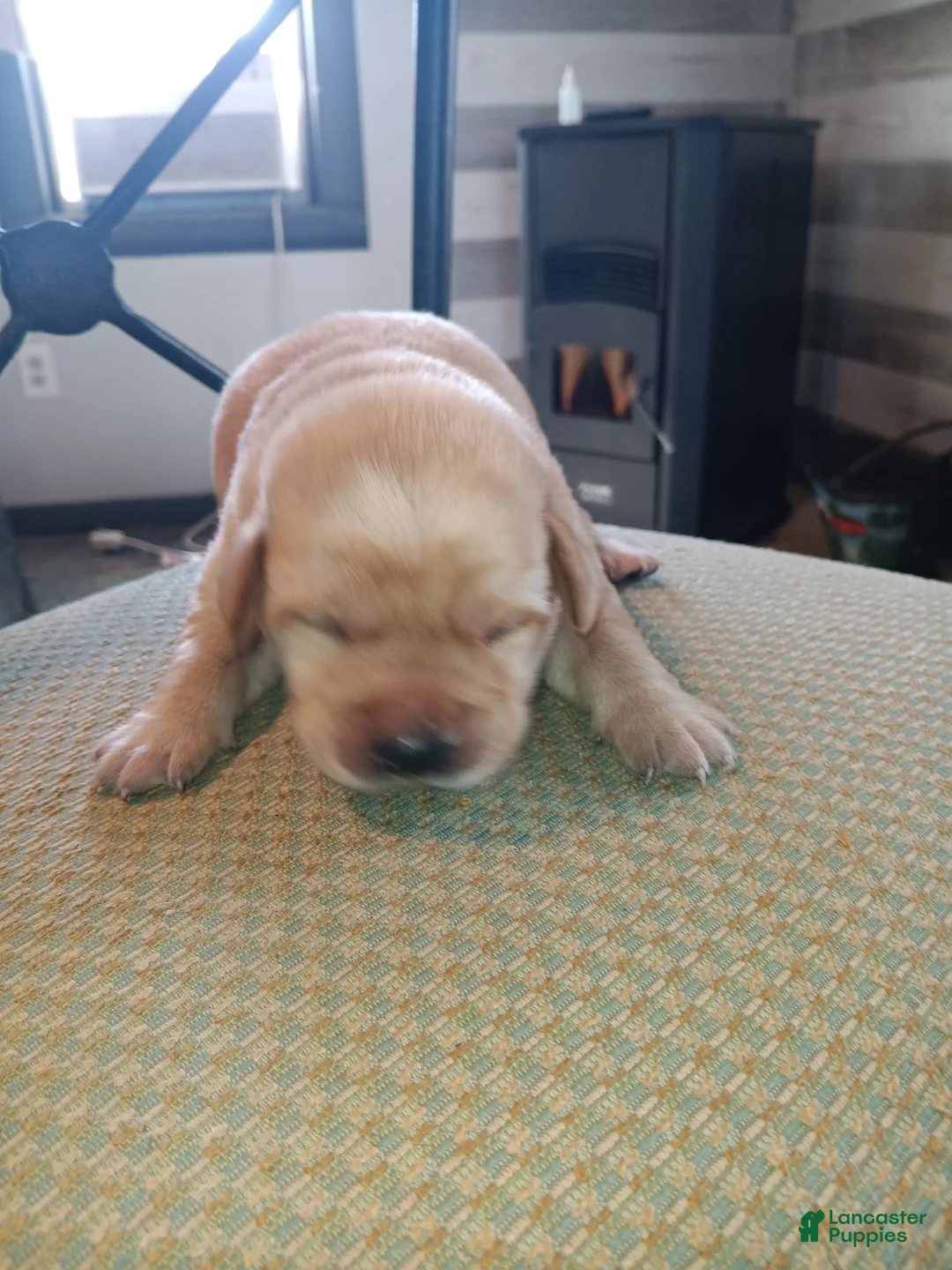 Labrador Retriever dogs for sale: Labrador Retriever Puppy 6 - Ad 1