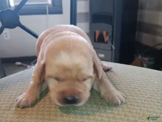 Labrador Retriever dogs Labrador Retriever Puppy 6 - Ad 6