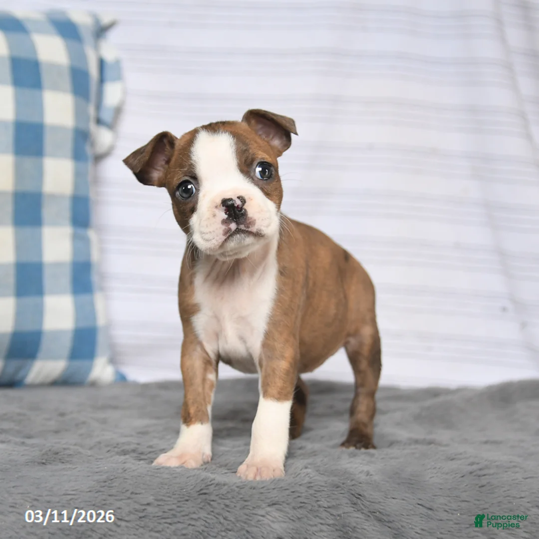 Boston Terrier dogs for sale: Rosie - Ad 2