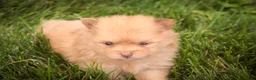 Pomeranian dogs for sale: Toulouse Pomeranian  - Ad 5