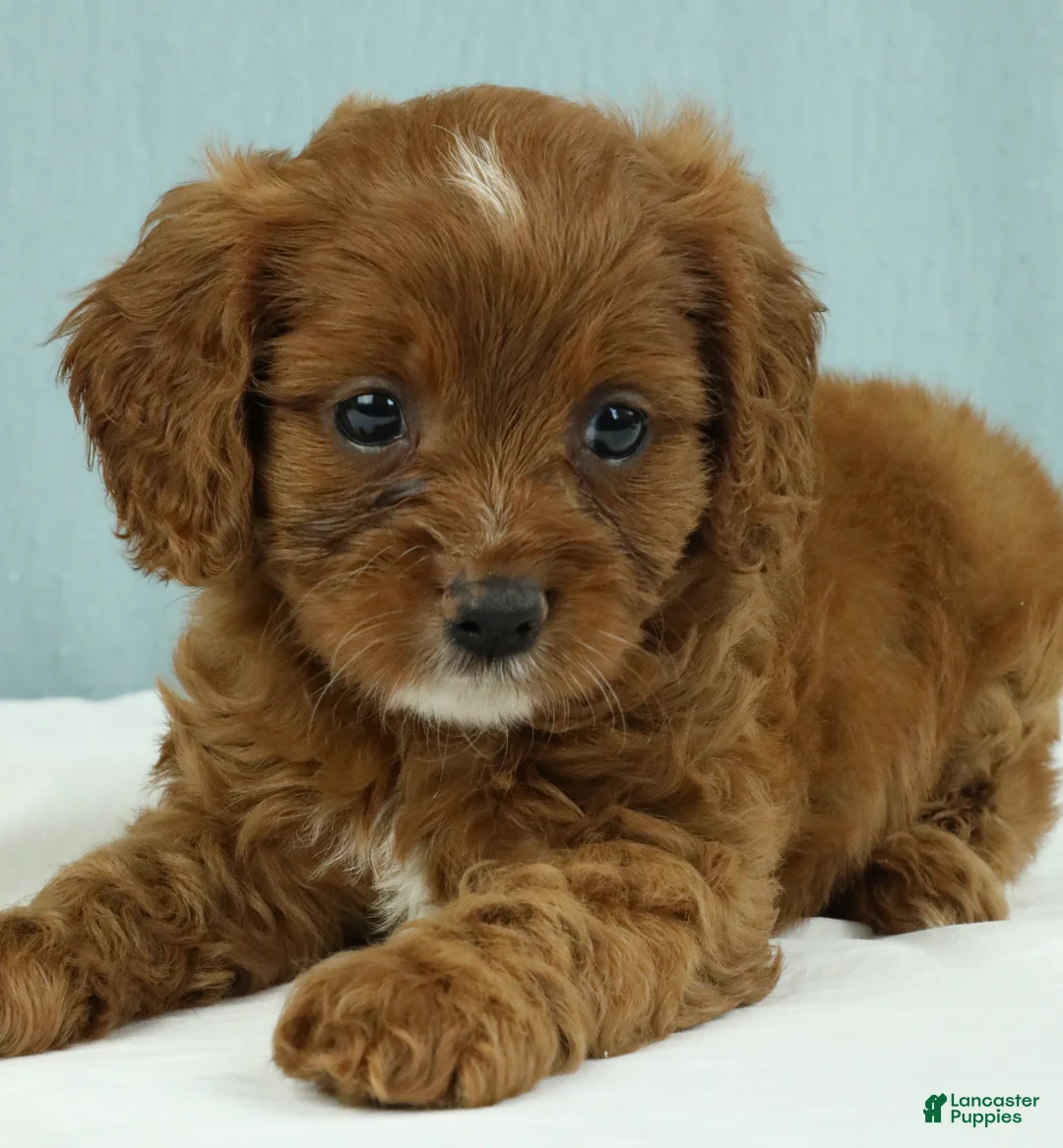 Cavapoo dogs for sale: Buckeye 🍦 - Ad 1