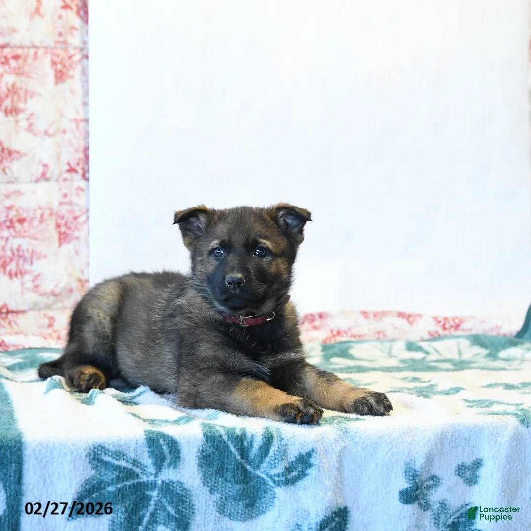 German Shepherd dogs for sale: Hickory - Ad 3
