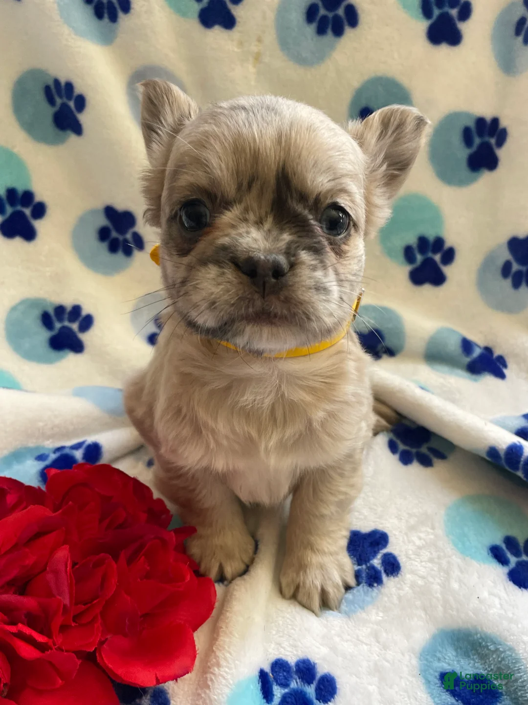 French Bulldog dogs for sale: Viva LONG HAIRED - Ad 4