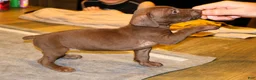 German Shorthaired Pointer dogs for sale: Ruthie, solid liver female - Ad 3