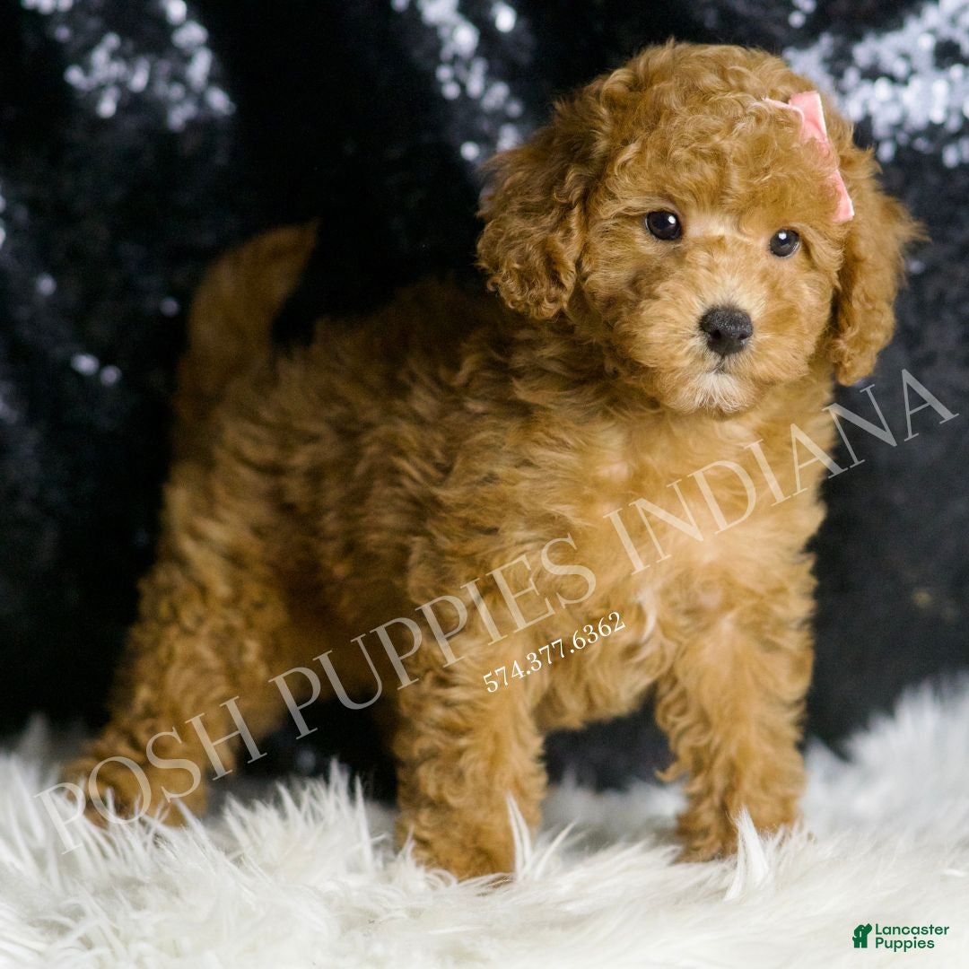 Toy Poodle dogs DeeDee - Ad 27
