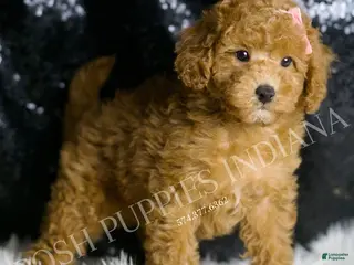 Toy Poodle dogs DeeDee - Ad 19