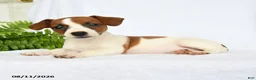 Jack Russell Terrier dogs for sale: Hoover - Ad 3