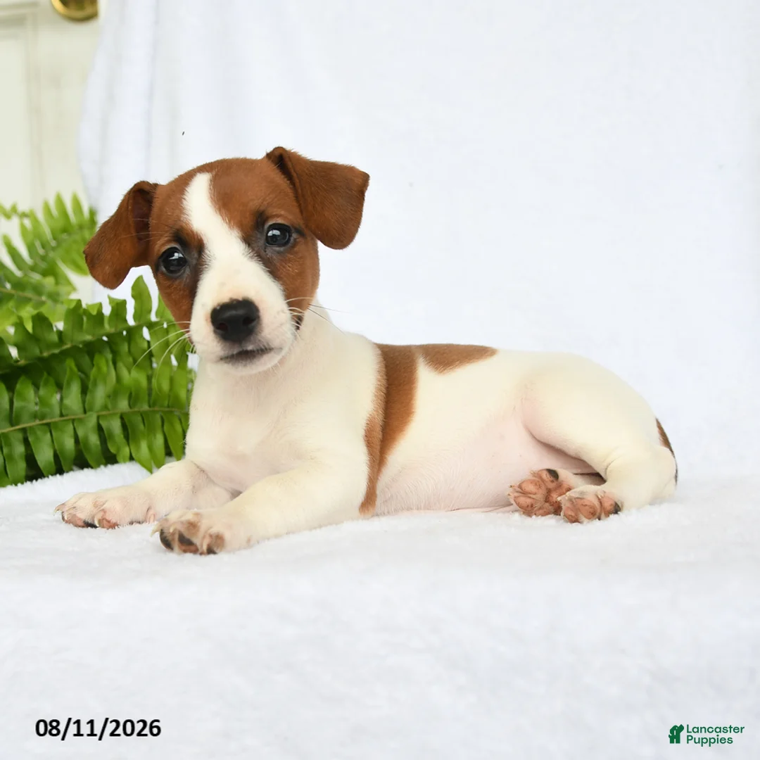 Jack Russell Terrier dogs for sale: Hoover - Ad 3