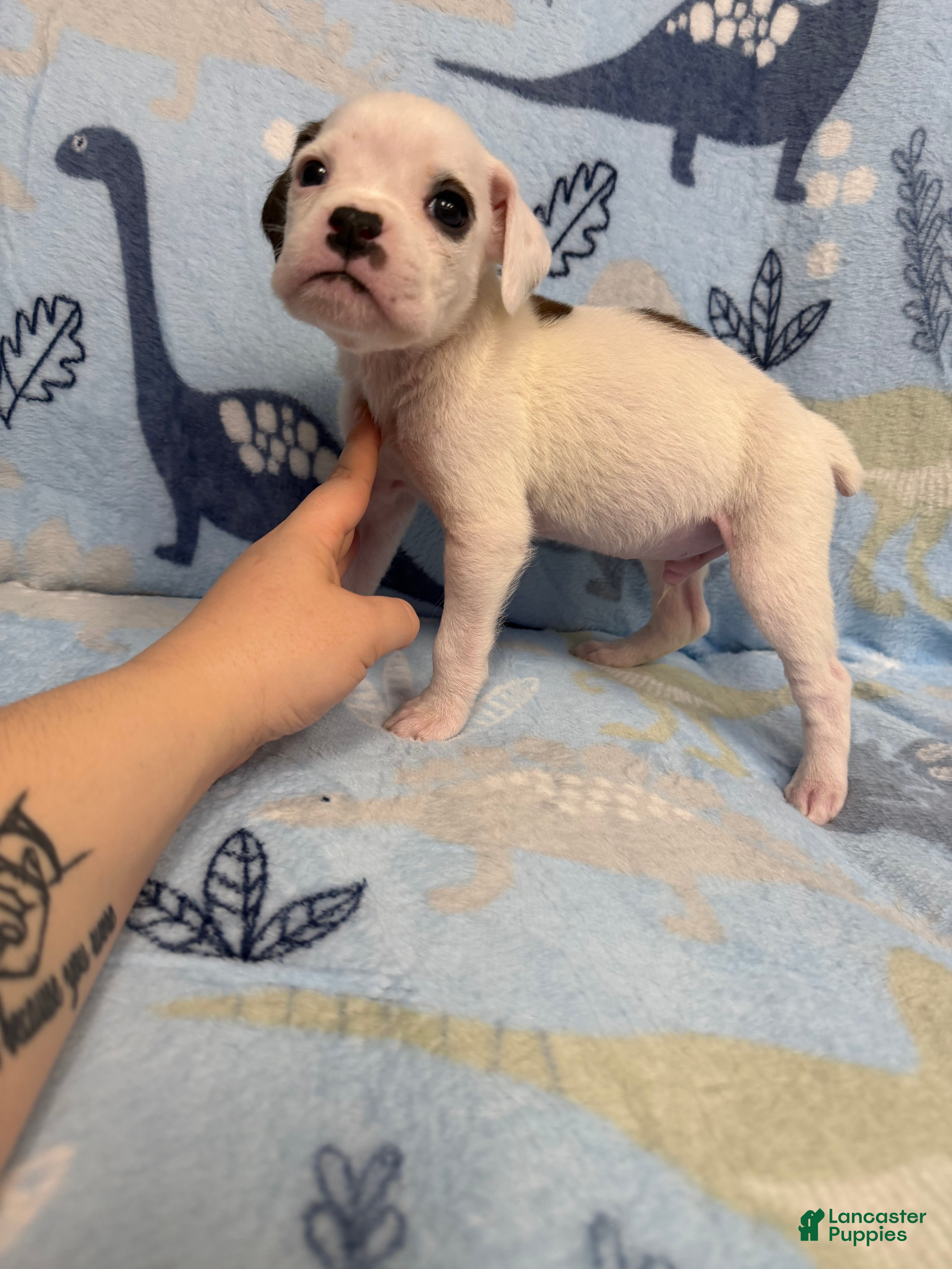 Boxer dogs Frosty - Ad 36