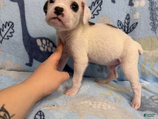 Boxer dogs Frosty - Ad 36