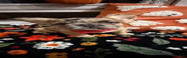 French Bulldog 1