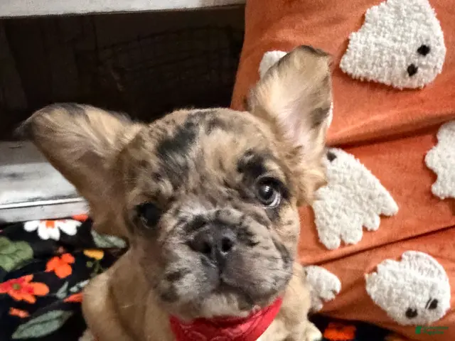 French Bulldog dogs French Bulldog 1 - Ad 1