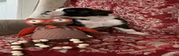 Boxer dogs for sale: Berlín  - Ad 15