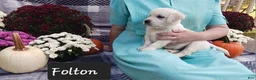 Golden Retriever dogs for sale: Folton  - Ad 5
